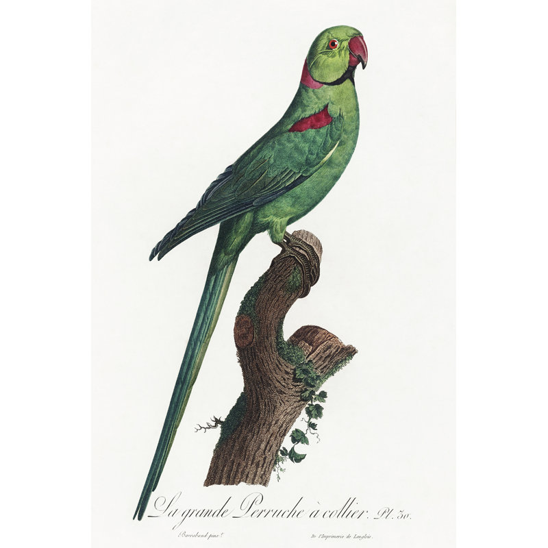«Leelani Levaillant perroquet VII sur toile» par François Levaillant, H 30 po x l 20 po