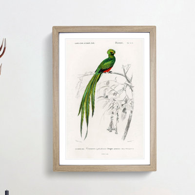 Pavonine Quetzal Bird by Charles dOrbigny - Framed Print