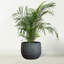 Plant Support-1689259711