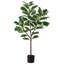 Arbre à figuier 51,6 po