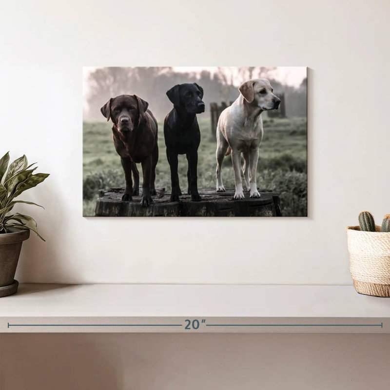 Brampt Labrador Dogs, H 8 po x l 12 po