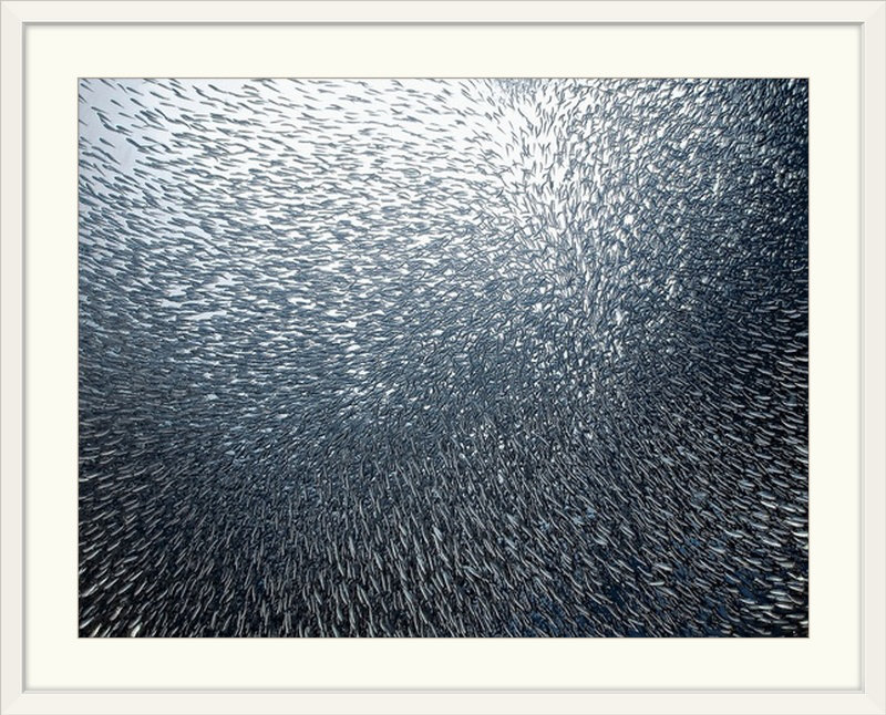 «Straub Sardines Firework» par Henry Jager - reproduction de photo, H 35 po x l 44 po x P 1 po, Cadre blanc