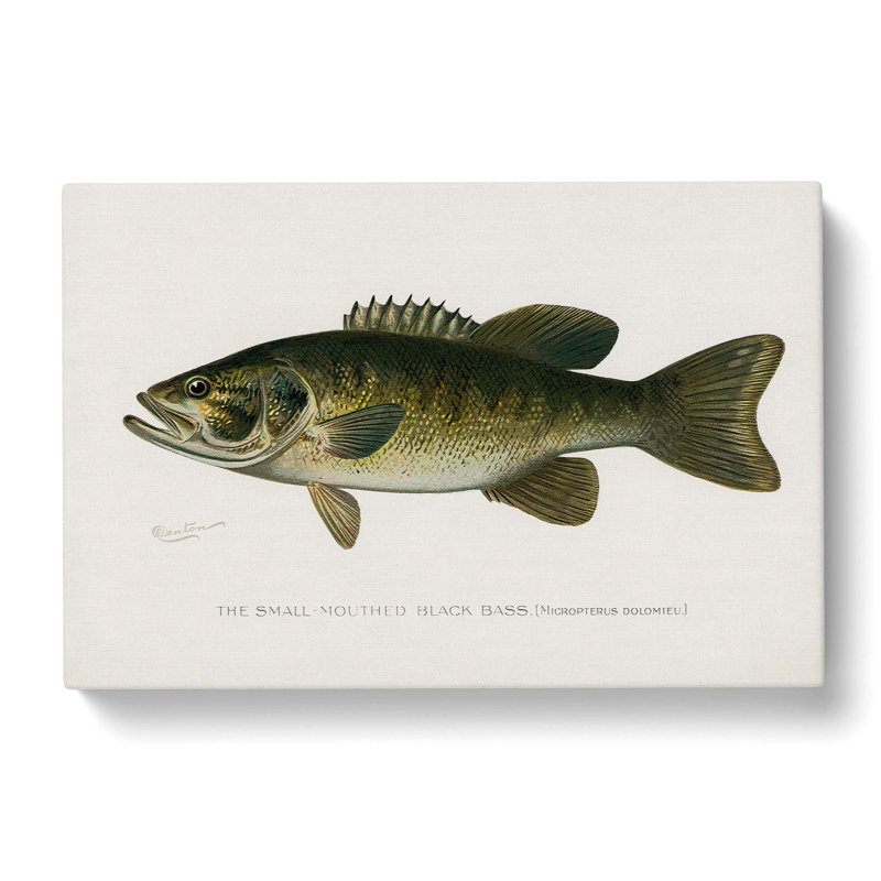 Small-Mouthed Black Bass by Sherman F. Denton - Wrapped Canvas Painting, 40cm H x 60cm W x 3cm D