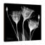 Gentian White - Wrapped Canvas Print-550540715