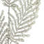 Silver Peacock Spruce