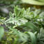 35" Draping Fern Frond Spray; Green