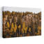 Guanella Pass Aspens-1283399637