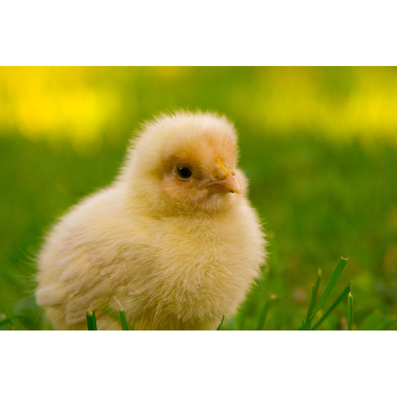Cute by LeNico - No Frame Art Prints on Canvas, 30cm H x 46cm W