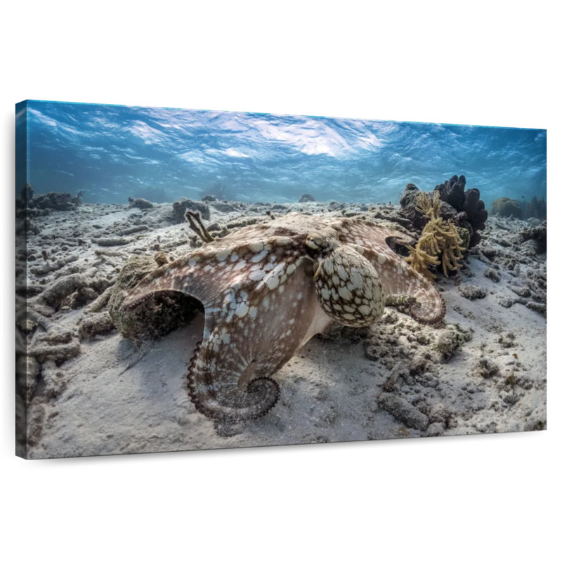 Brampt Stealthy Octopus, 20" H x 30" W