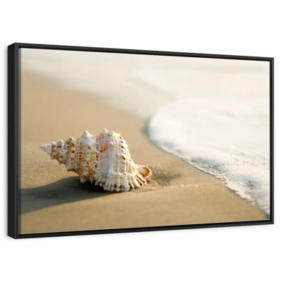 Coquillage sur la plage