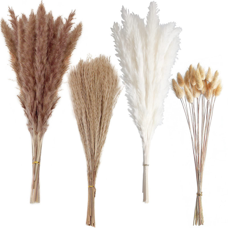 17'' Pampas Grass Plant