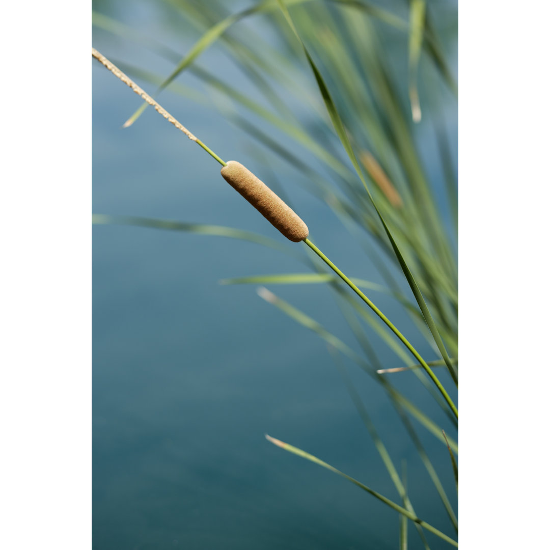 Einsamer Katzenschwanz am Wasser von JoeD - Leinwandbild