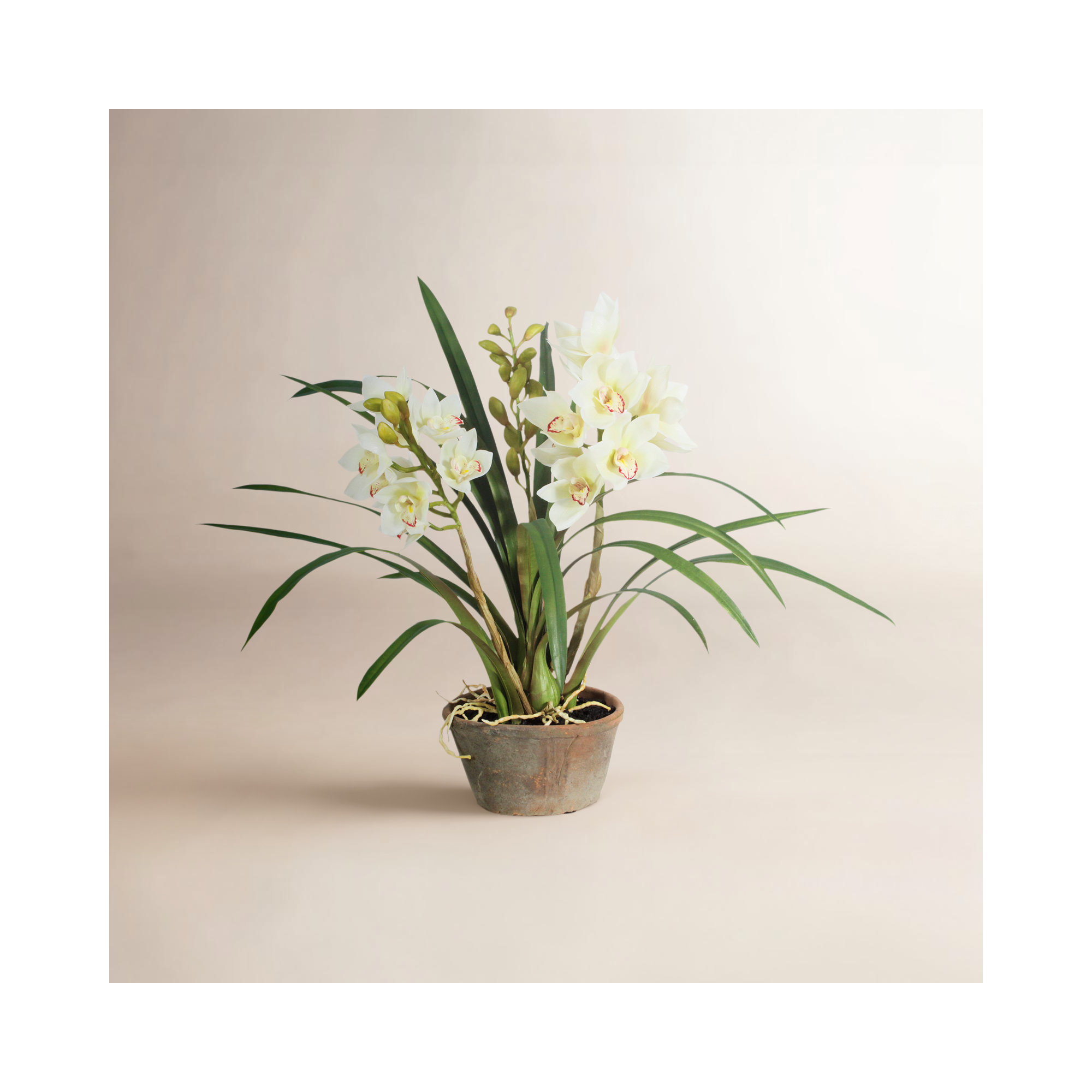 Cymbidium Orchids Floral Arrangement in Pot, White