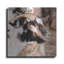 «Bearred Side Goat» par Donnie Quillen-769705974