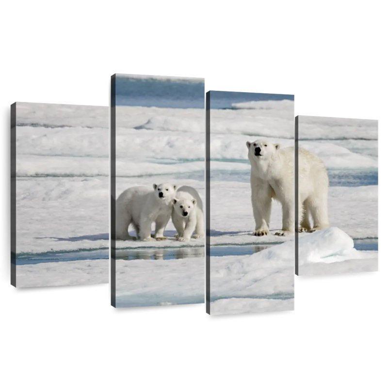 Longyearbyen Polar Bears