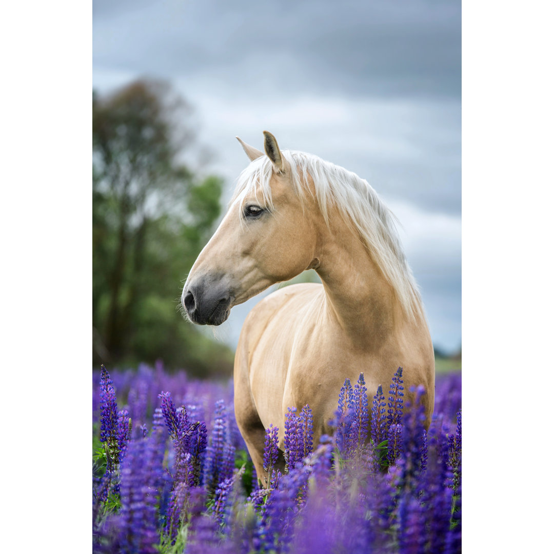 Leinwandbild Portrait eines reinrassigen Pferdes auf Lupinenblüten Hintergrund von Asya Pozniak