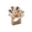 Seashell Burst Napkin Ring in Ivory/Natural