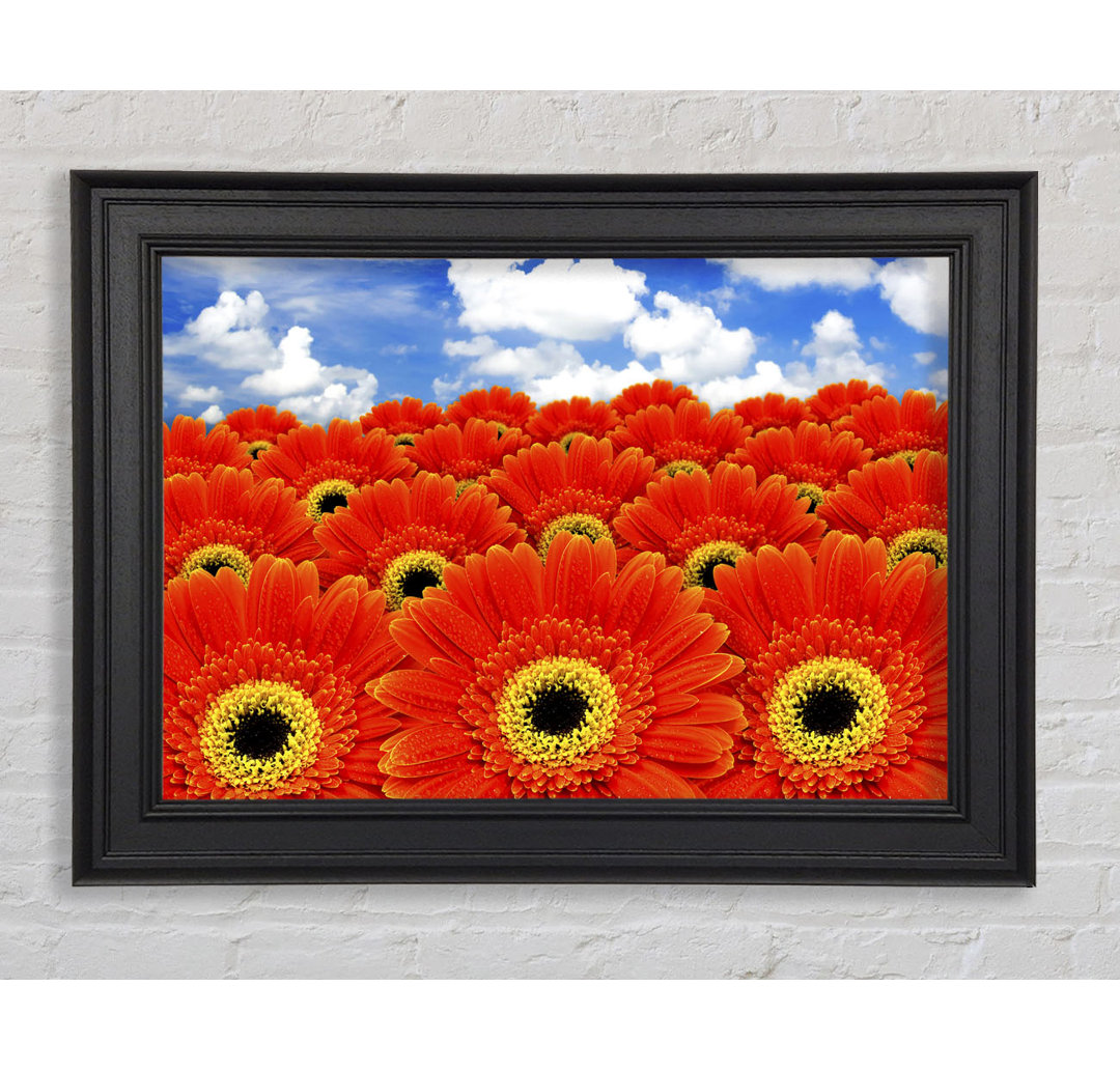 Orange Gerbera Heaven - Einzelner Bilderrahmen Kunstdrucke