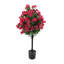 Bougainvillée plante d'extérieur / d'intérieur