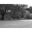 Trees In Golden Gate Park Print by Ben Swire-1194450174