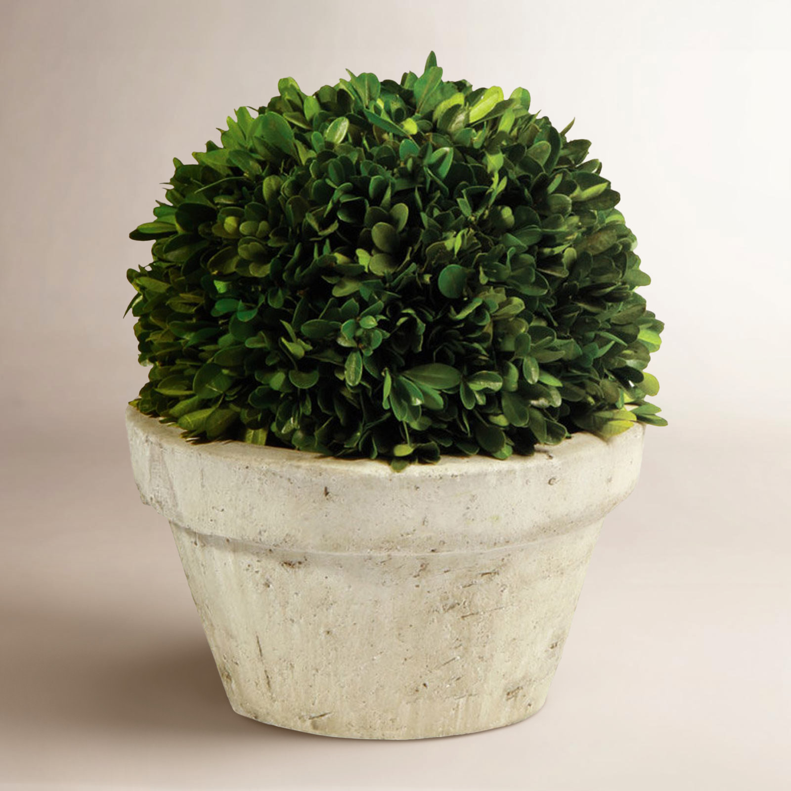 Alby 10" Boxwood Topiary in Pot, 9.8'' H X 9'' W X 9'' D