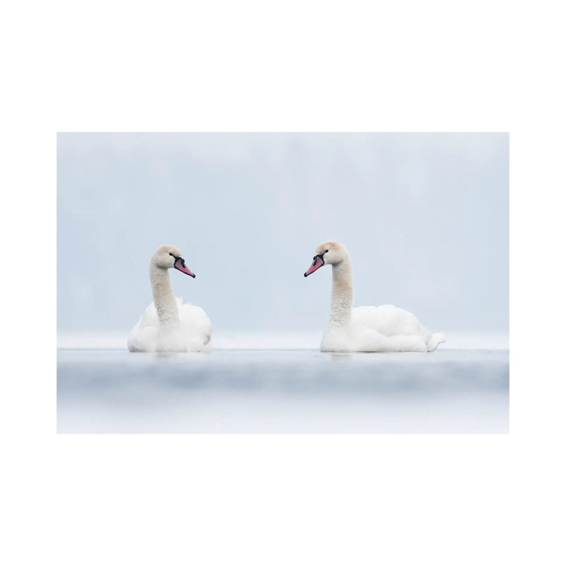 MTU80-Cygnes en blanc, H 18 po x l 26 po x P 1,5 po