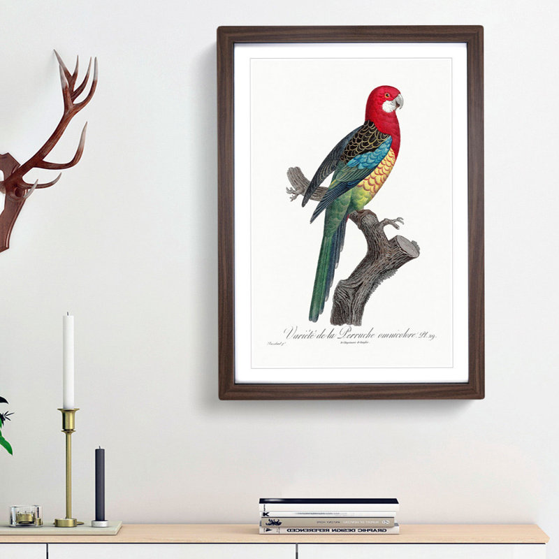 A Eastern Rosella Parrot by F. Levaillant - Single Picture Frame Painting, Walnut Framed, 33cm H x 24cm W x 2cm D