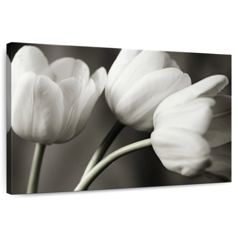 Harnek rangée de tulipes BW, H 20 po x l 30 po