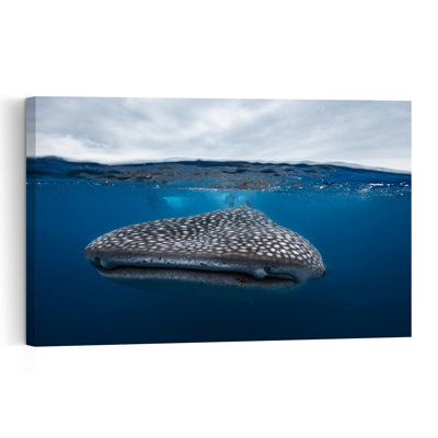 Whale Shark Beneath Surface Abstract Contemporary Fish Shark Whale Nature Ocean Wall Art Print 1 Piece Wrapped Canvas Wall Art