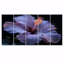 Hibiscus mauve et rose-107608540