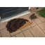 Coir Doormat Hedgehog