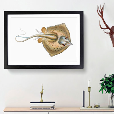 Common Stingray by Edward Donovan - Picture Frame Painting Print