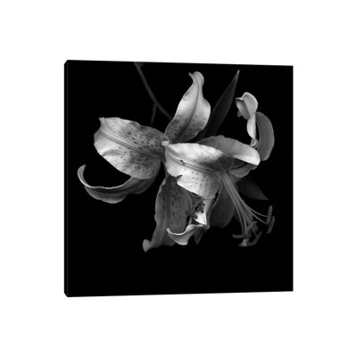 Lily I, B&W by Magda Indigo - Wrapped Canvas Print