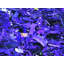 Homage To Yves Klein Print by Drew Gaffney-593084698