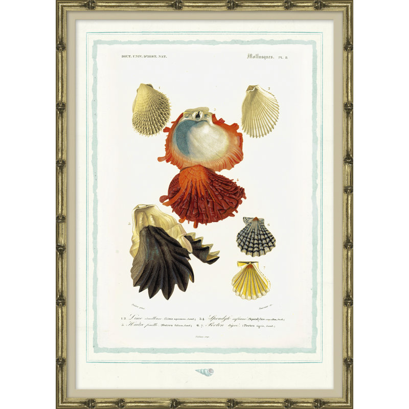 Seashells Giclee Print by Soicher Marin Archives