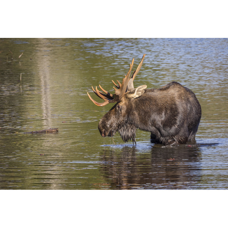 Large Bull Moose by BrianLasenby - Wrapped Canvas Print, 51cm H x 76cm W