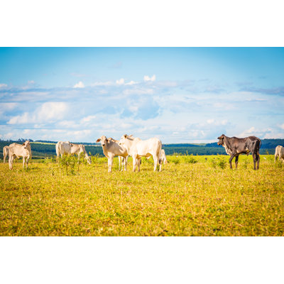 Lizton Brazilian Nellore Cattle - Wrapped Canvas Print