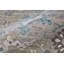 Tapis floral et botanique Odis-319434779