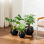 TYHPOT Ceramic Pot Planter-659573