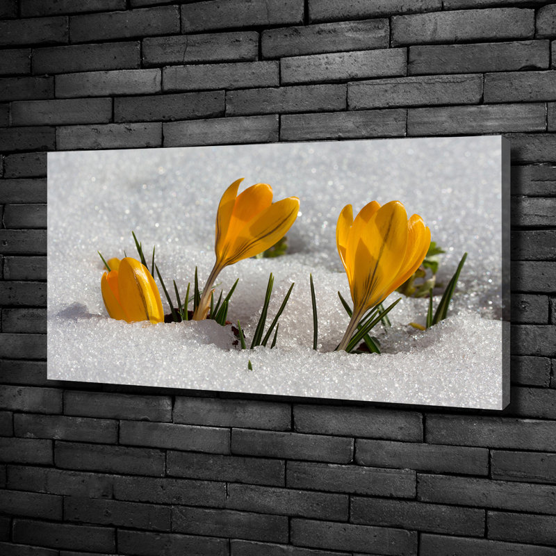Crocuses In The Snow - No Frame Print on Canvas