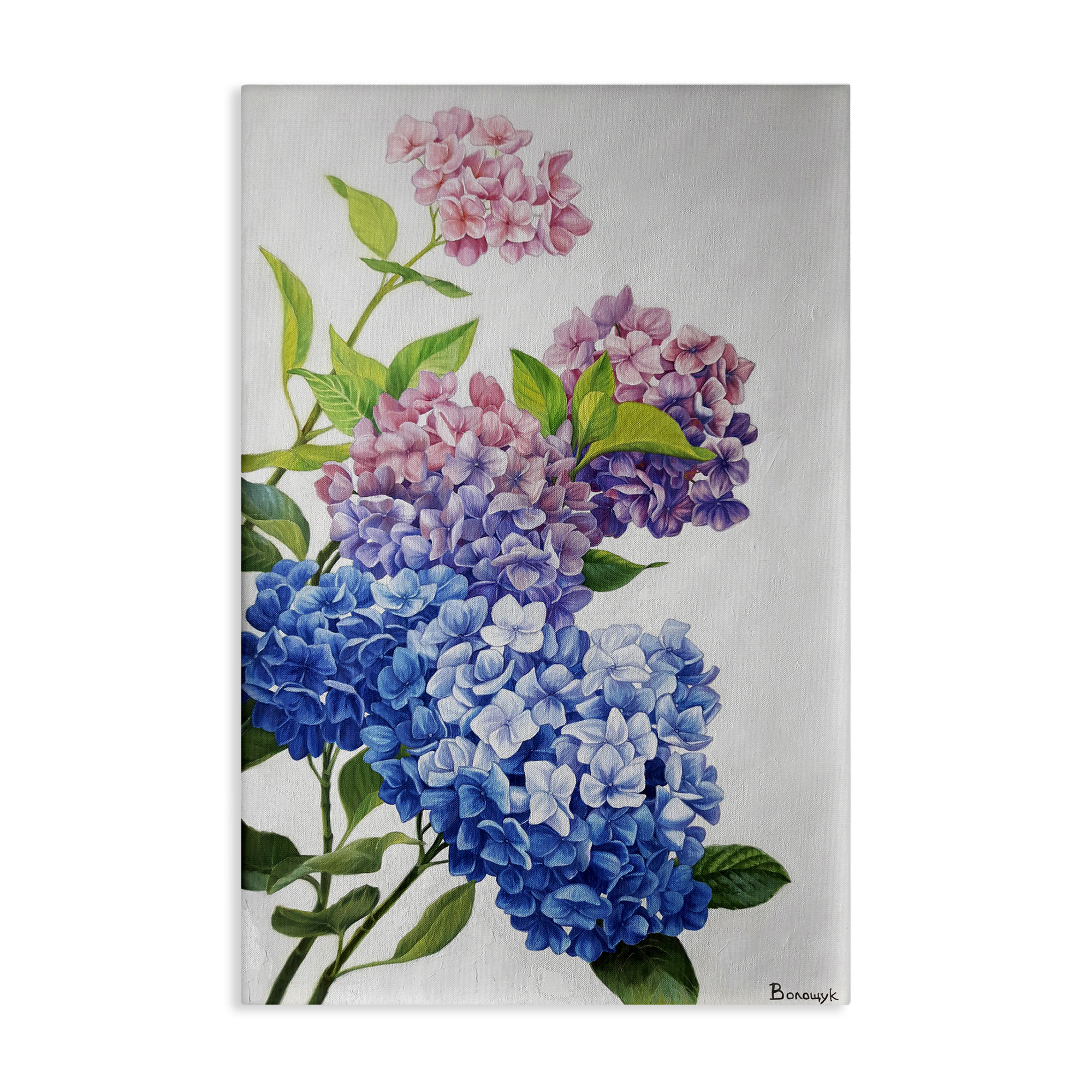 Winston Porter Detailed Hydrangea Gradient Canvas Wall Art by Myroslava ...