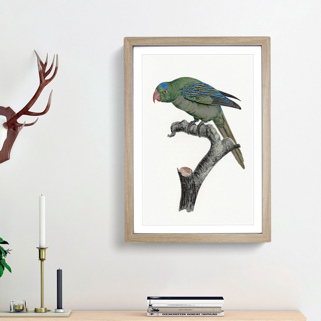 Blue Naped Parrot by F. Levaillant - Picture Frame Painting Print