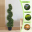 Bonsaï décoratif-402166566