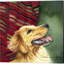 Chihuahua, berger allemand, Golden Retriever et Jack Russell Terrier par Brenda Tustian, ensemble de 4 toiles d'art l 14 x H 14