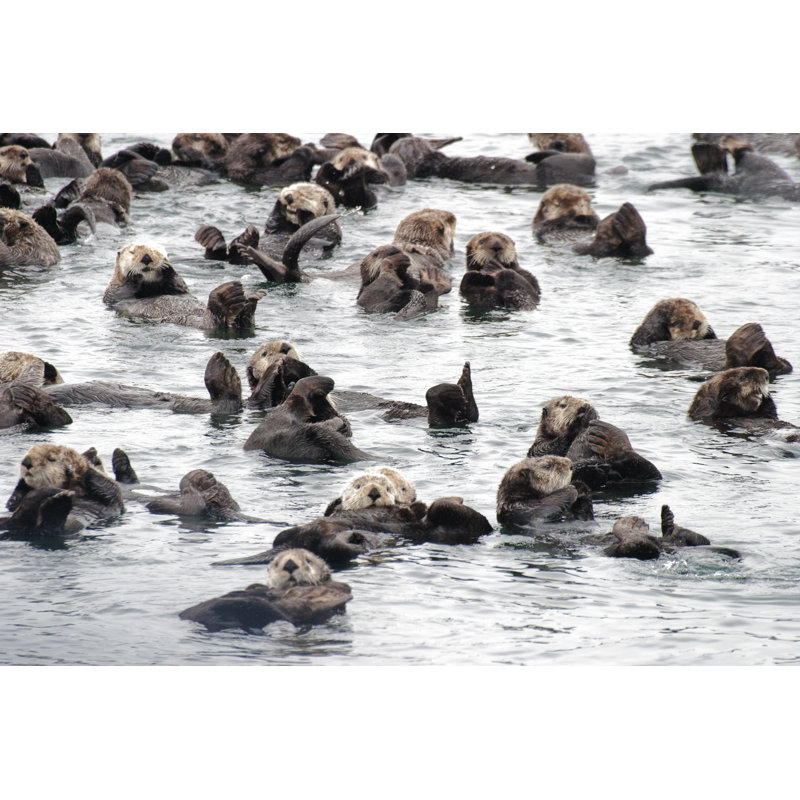 Raft Of Wild Sea Otters Resting In Calm Ocean Water by Dougall_Photography - No Frame Print on Canvas, 20cm H x 30cm W
