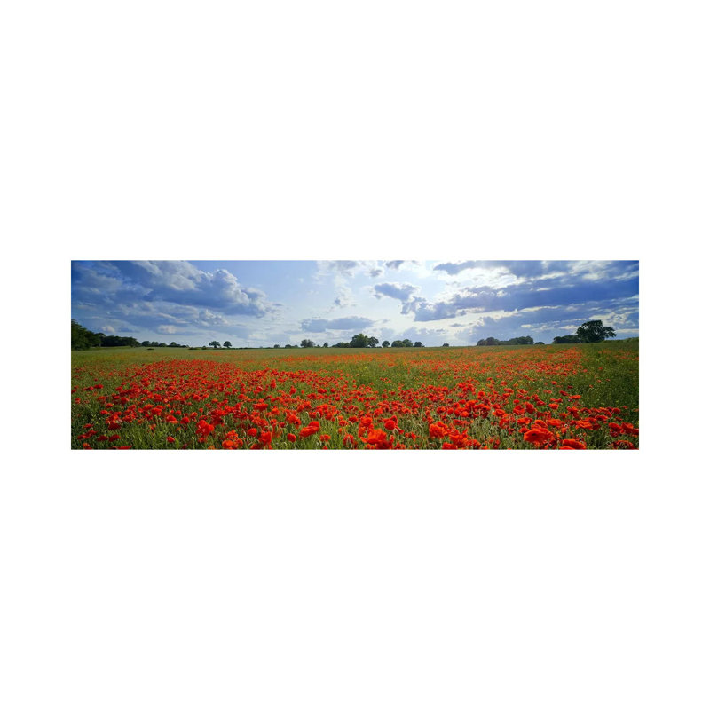 Poppies In A Field, Norfolk, England #2 - Wrapped Canvas Panoramic Print, 30.48 cm H x 91.44 cm W x 1.91 cm D