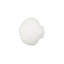 Sea Shell Wall Art, White Stone