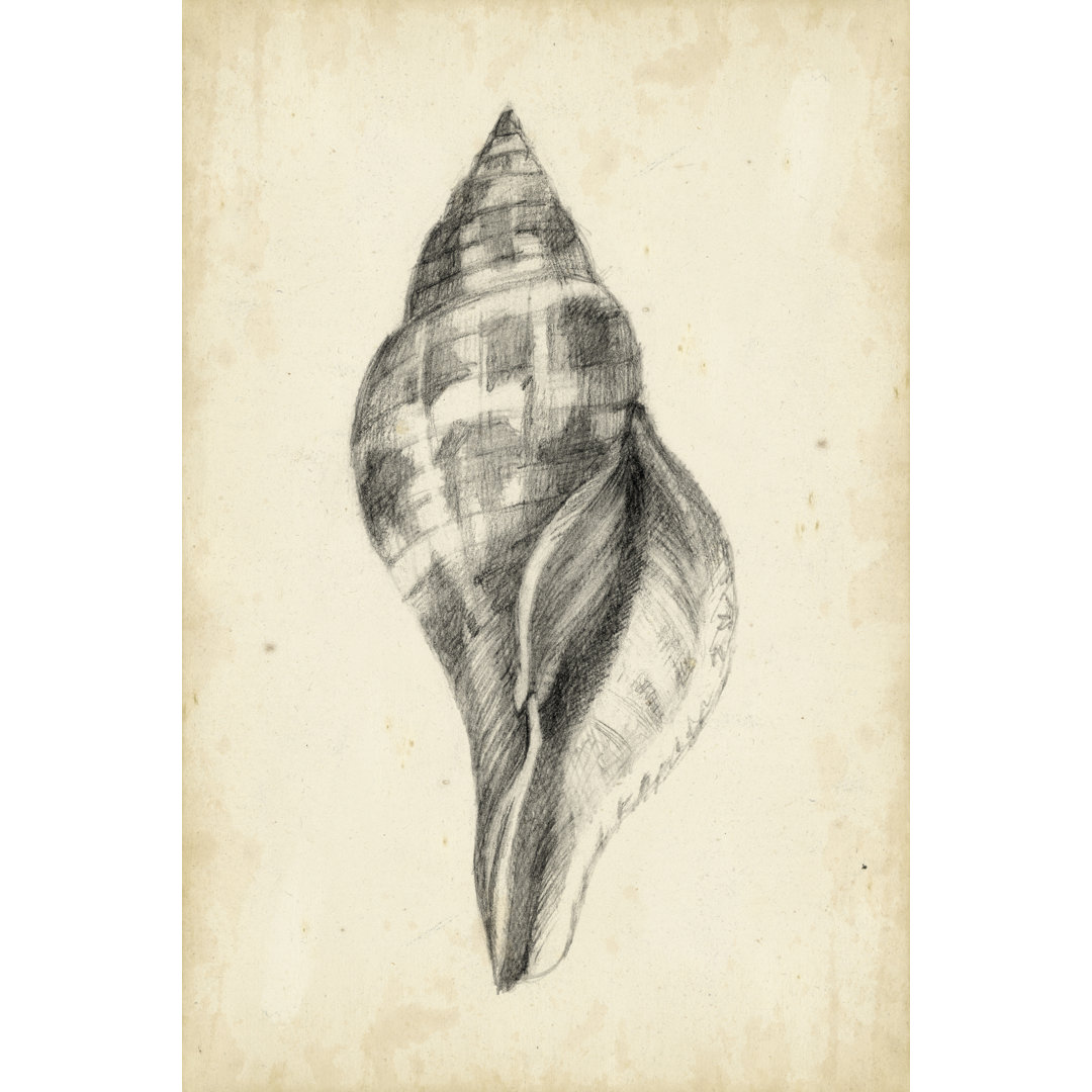 Leinwandbild Antique Shell Study II