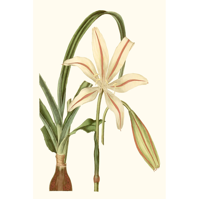 Antique Amaryllis I by Curtis - Painting, 122 cm H x 81 cm W, Black Floater Framed