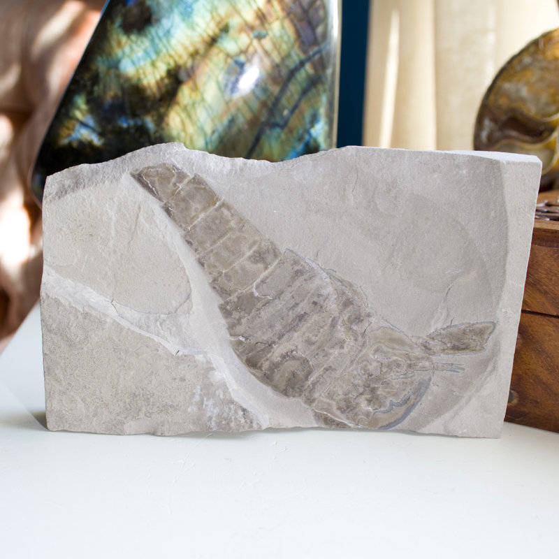 Assiette fossile Eurypterid. Lang's Quarry, Herkimer County, New York